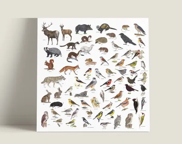 Herkenpaneel Zoogdieren en vogels
