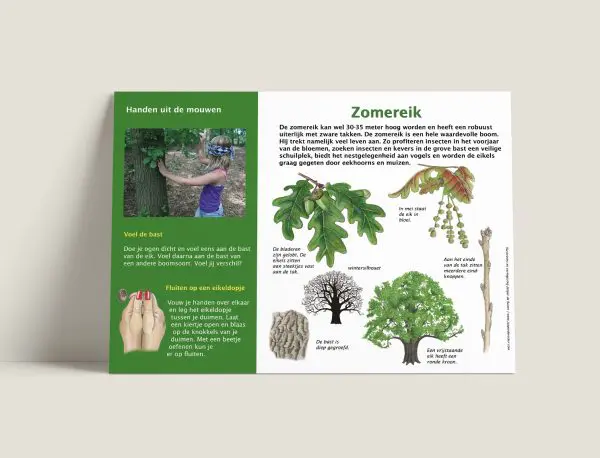 Zomereik