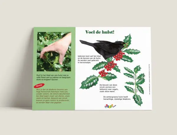 Voel de hulst