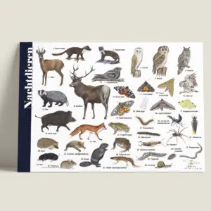 Herkenningskaart Nachtdieren