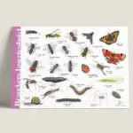Herkenningskaart Bezoekers Insectenhotel